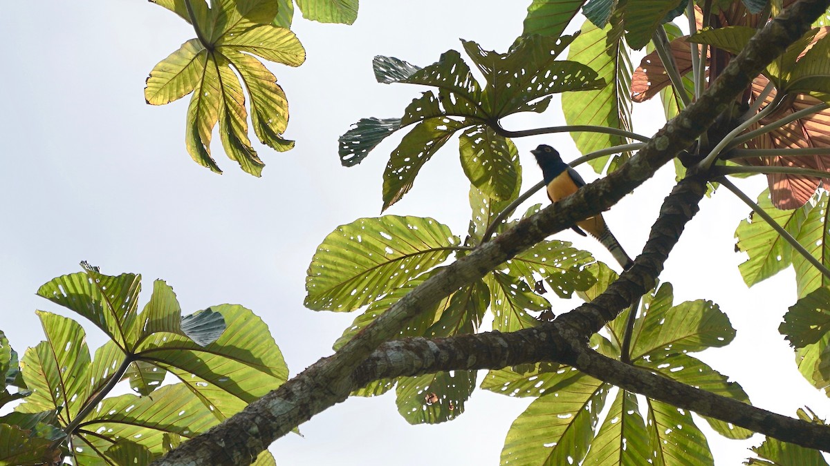 Gartered Trogon - Indira Thirkannad