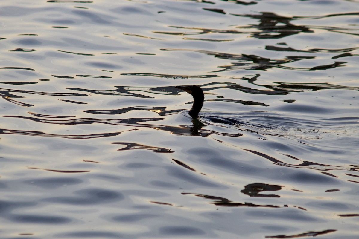 Double-crested Cormorant - ML619526848