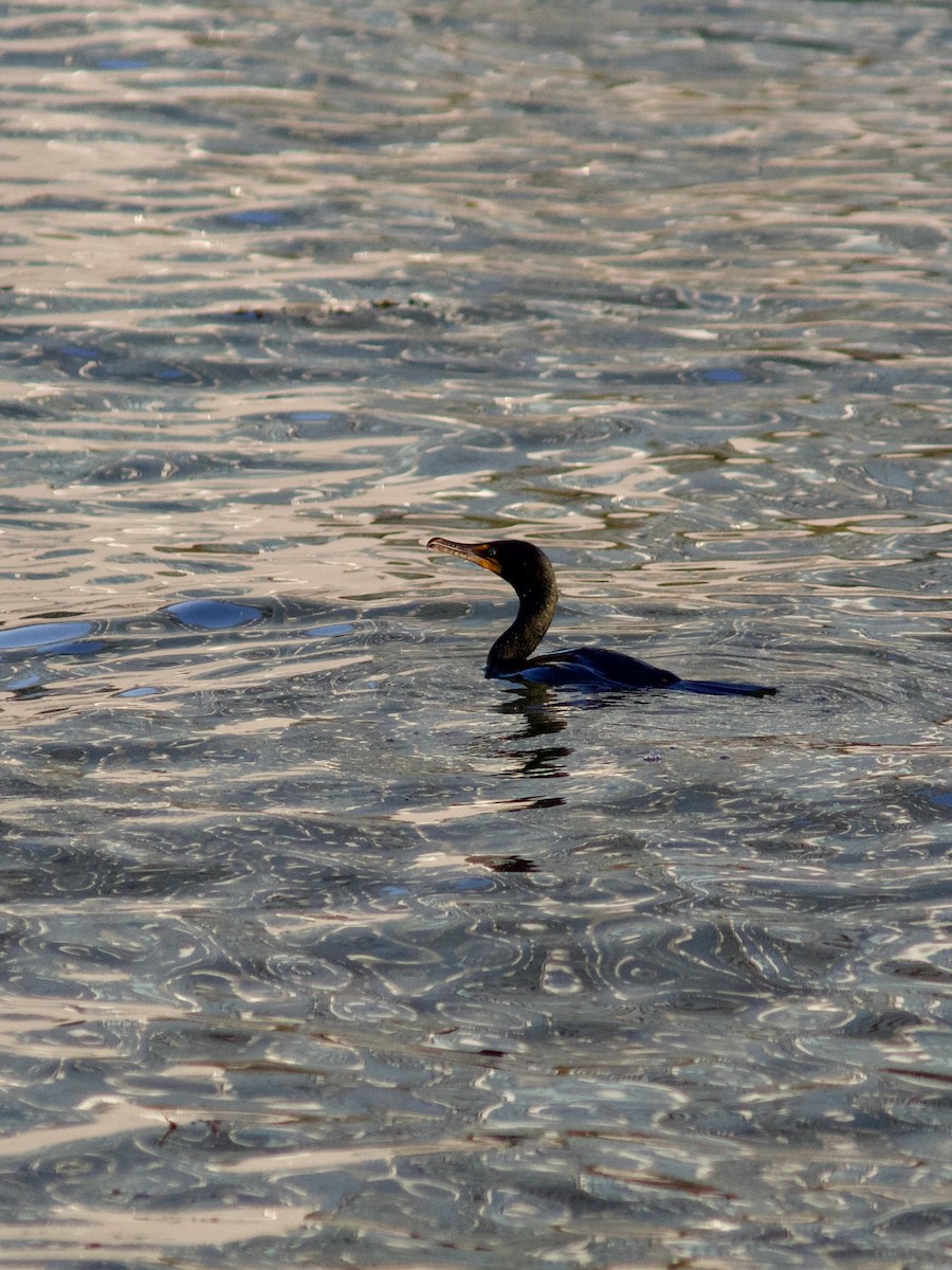 Double-crested Cormorant - ML619526855