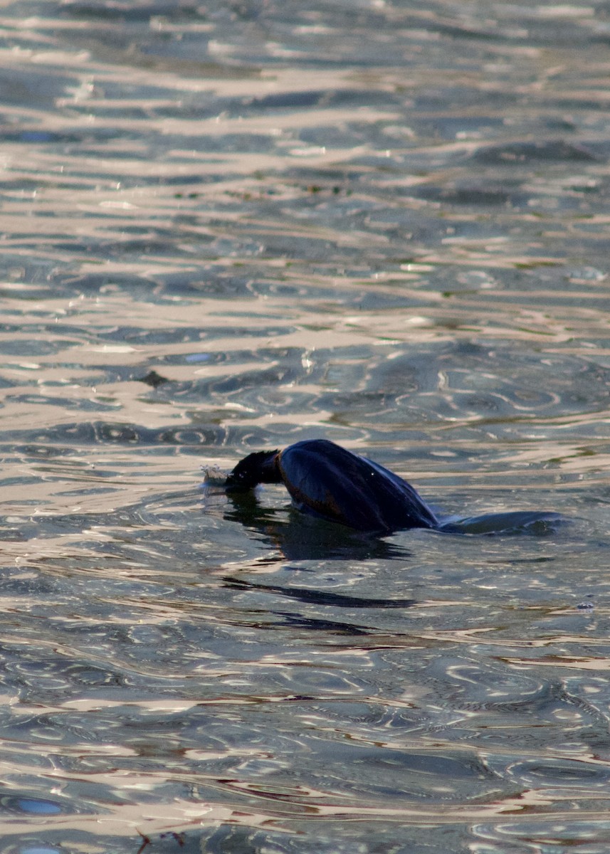 Double-crested Cormorant - Sarah R