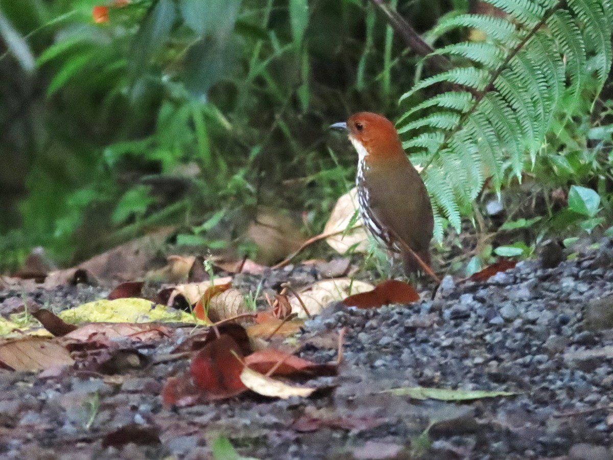 Chestnut-crowned Antpitta - ML619526859