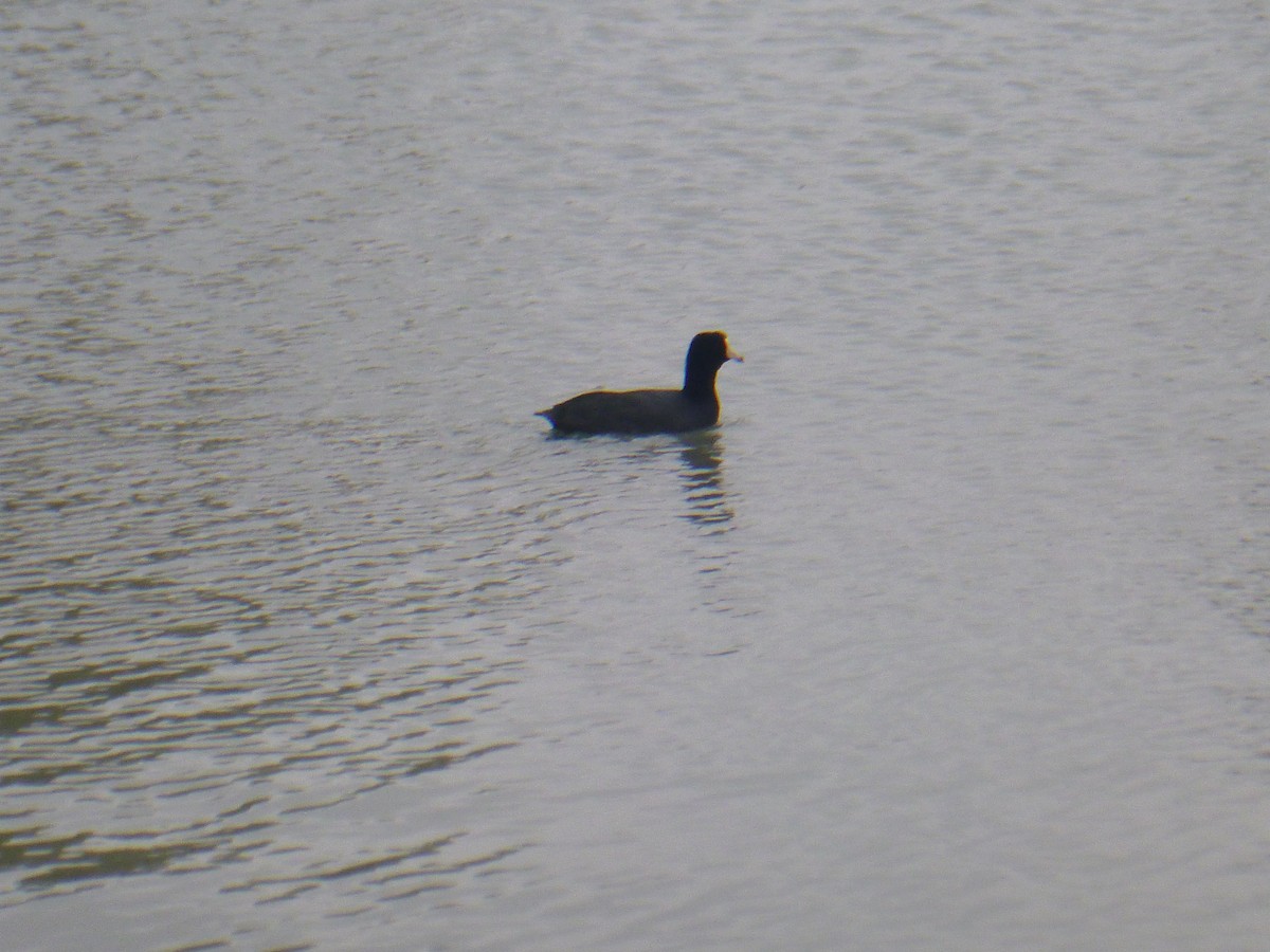 American Coot - Benoît Bürgi