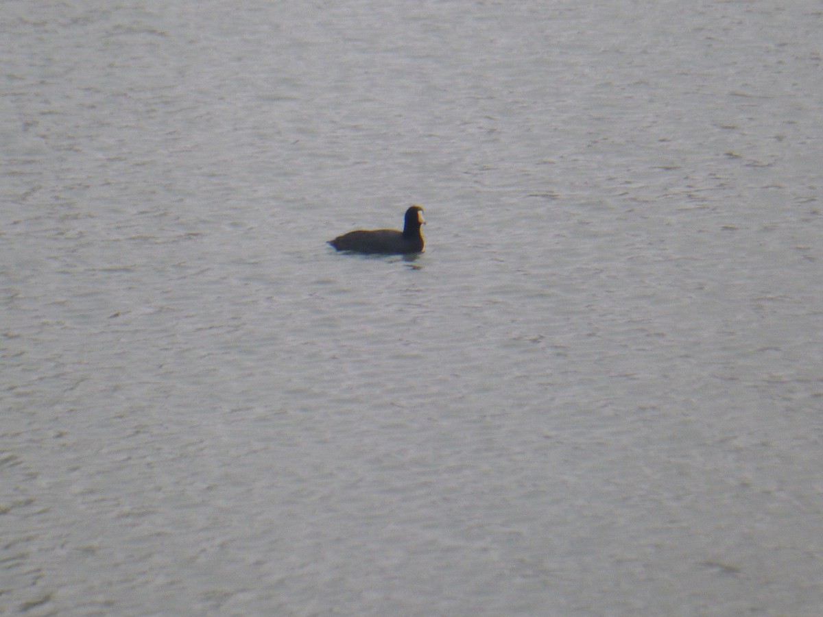 American Coot - Benoît Bürgi