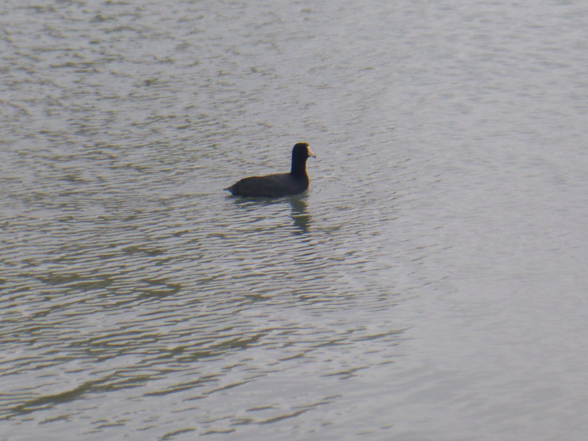 American Coot - Benoît Bürgi