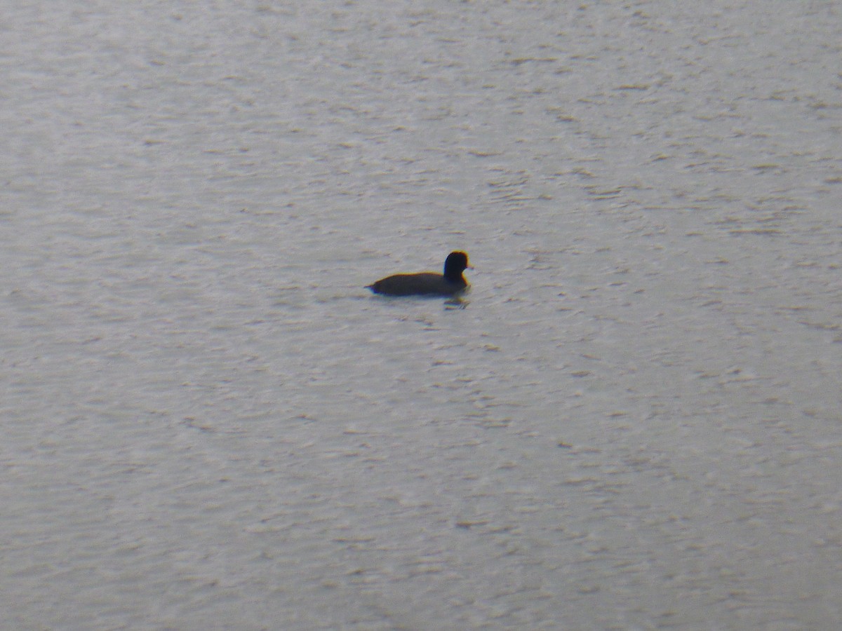 American Coot - Benoît Bürgi