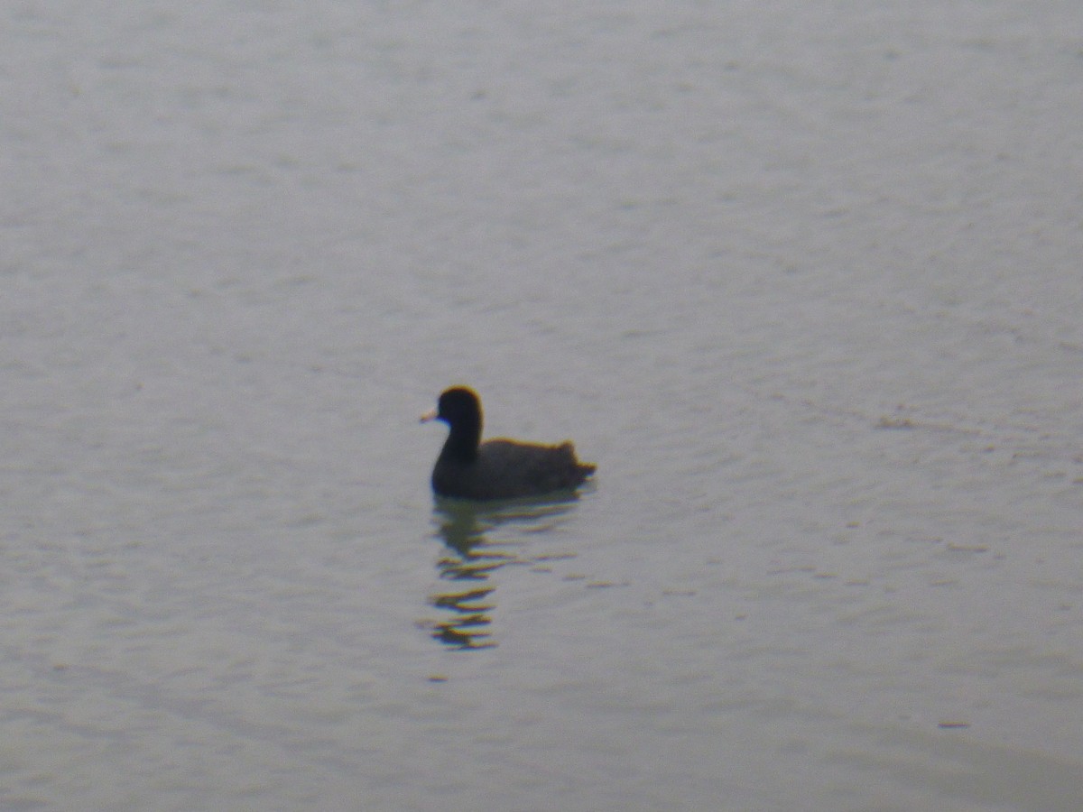 American Coot - Benoît Bürgi