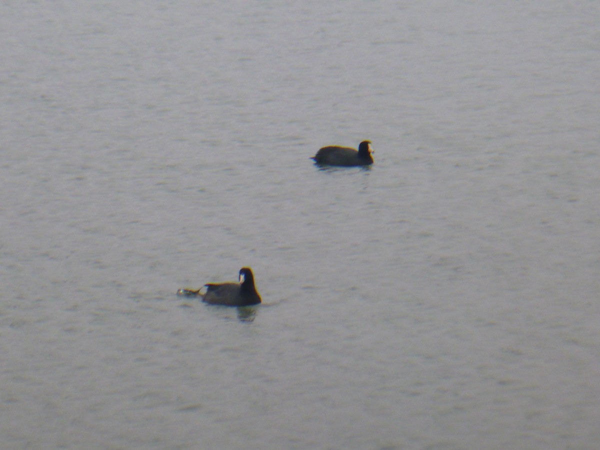 American Coot - Benoît Bürgi