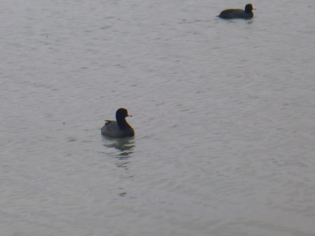 American Coot - Benoît Bürgi