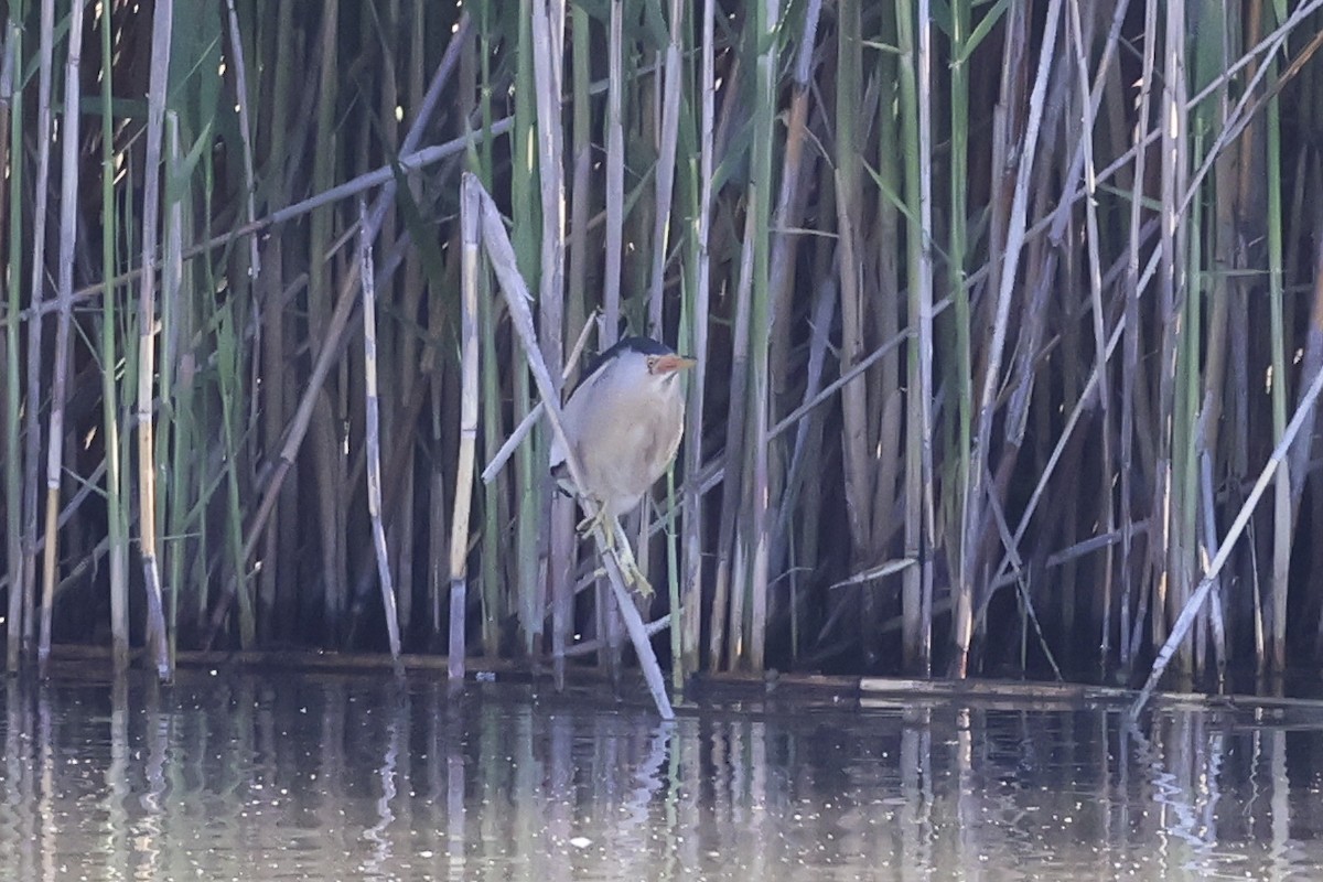 Little Bittern - ML619526874