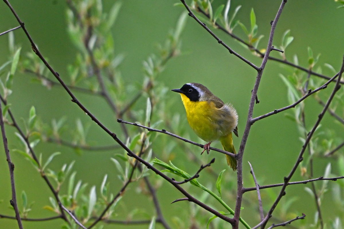 Common Yellowthroat - Paul Nale