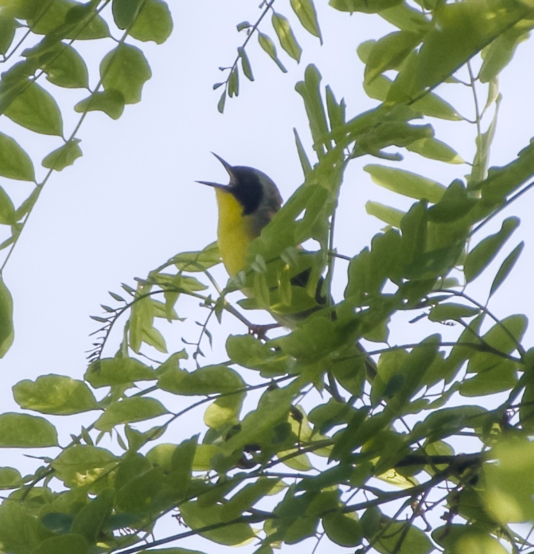 Yellow-throated Warbler - Jeanine Murphy-Morris