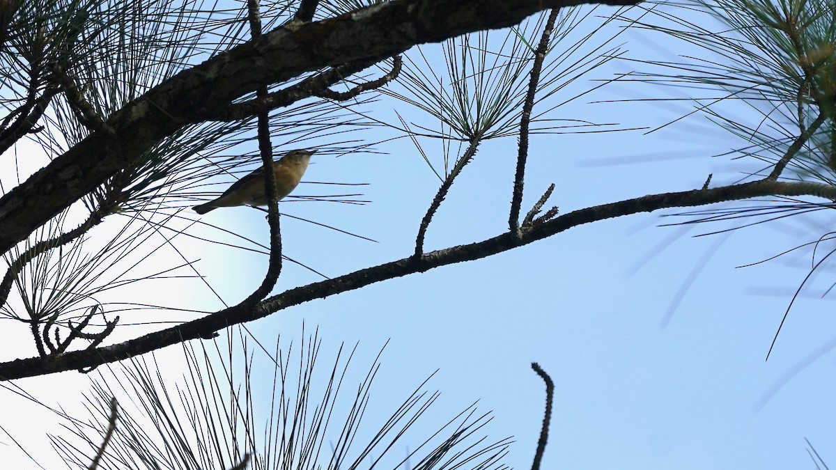 Bay-breasted Warbler - Indira Thirkannad