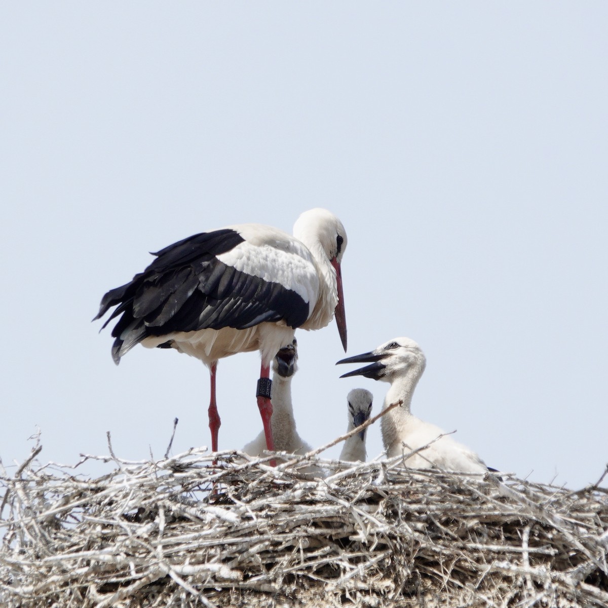 White Stork - JoAnn Girard