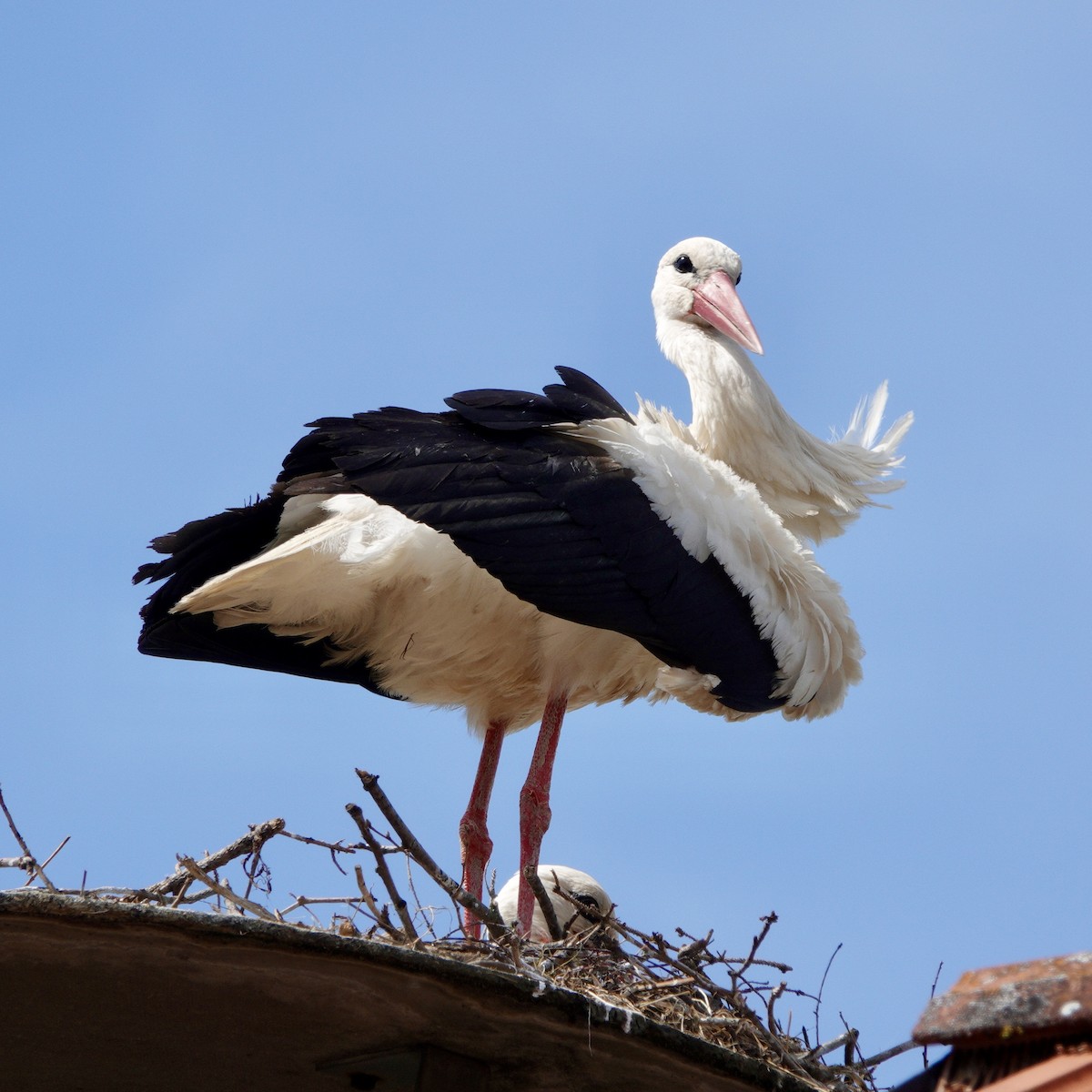 White Stork - JoAnn Girard