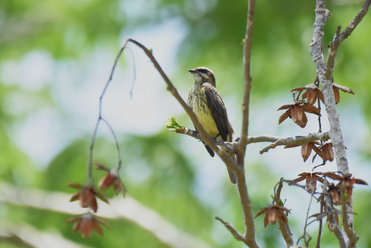 Piratic Flycatcher - Bruce Mast