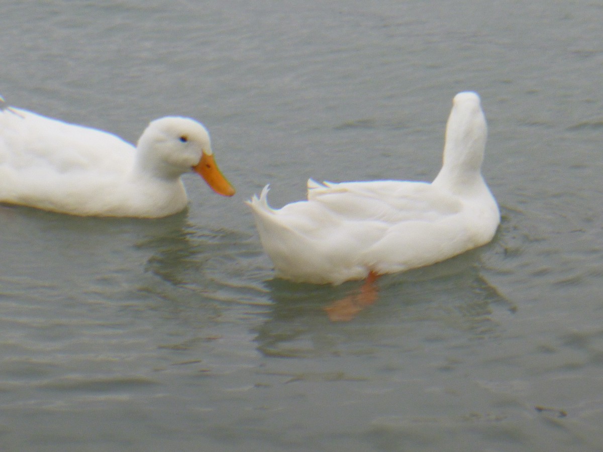 Mallard (Domestic type) - Benoît Bürgi