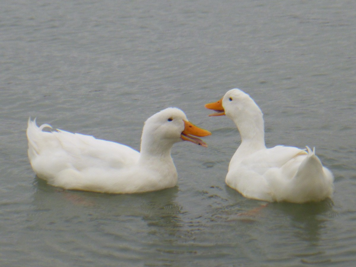 Mallard (Domestic type) - Benoît Bürgi