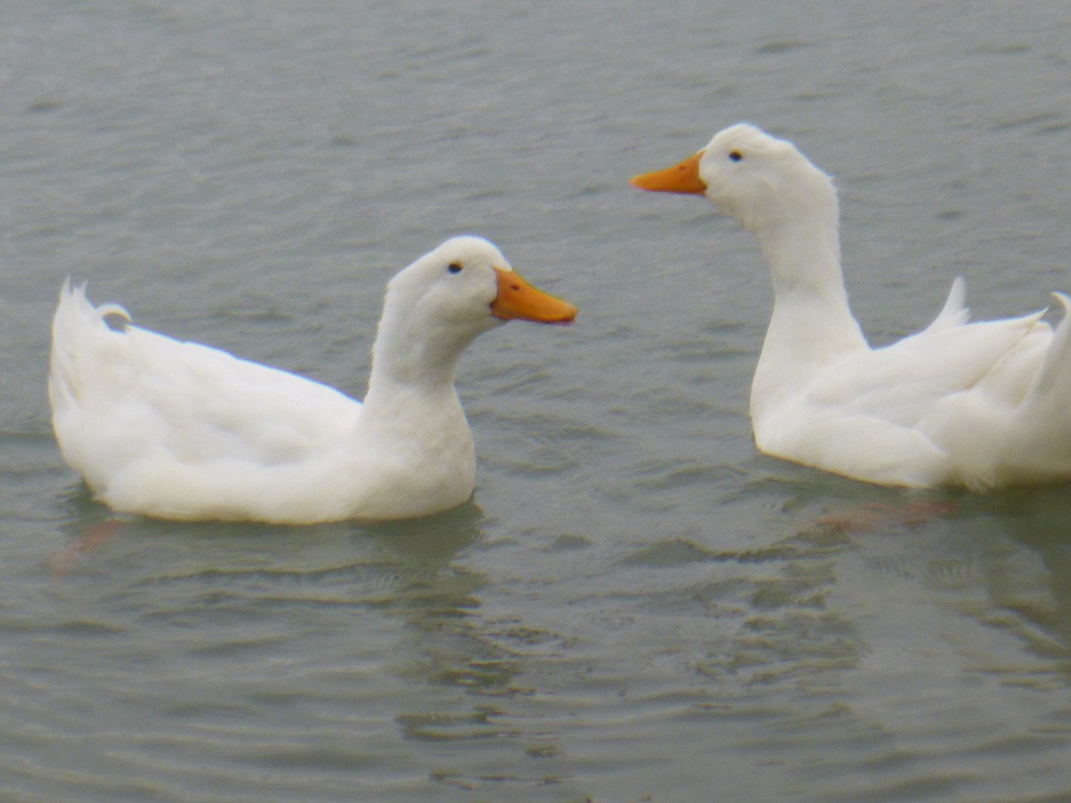 Mallard (Domestic type) - Benoît Bürgi