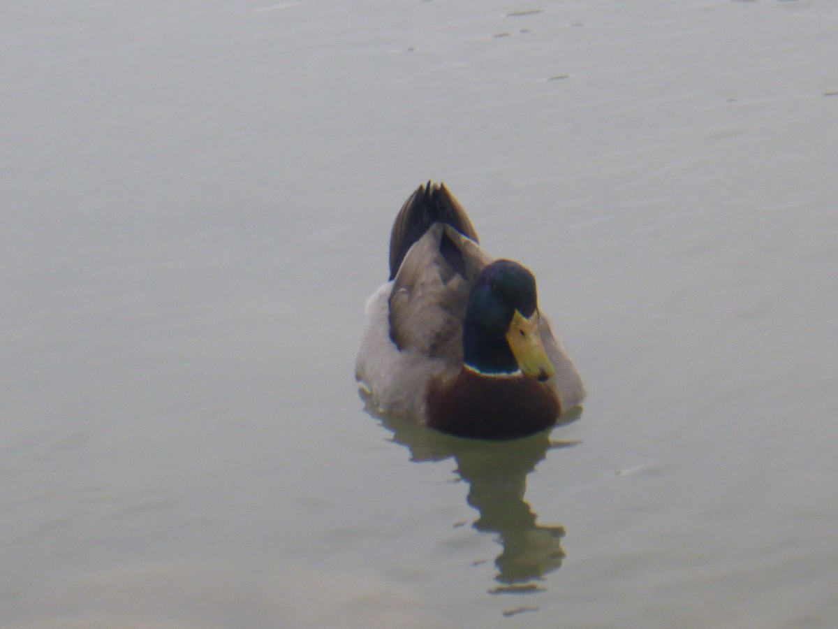 Mallard - Benoît Bürgi