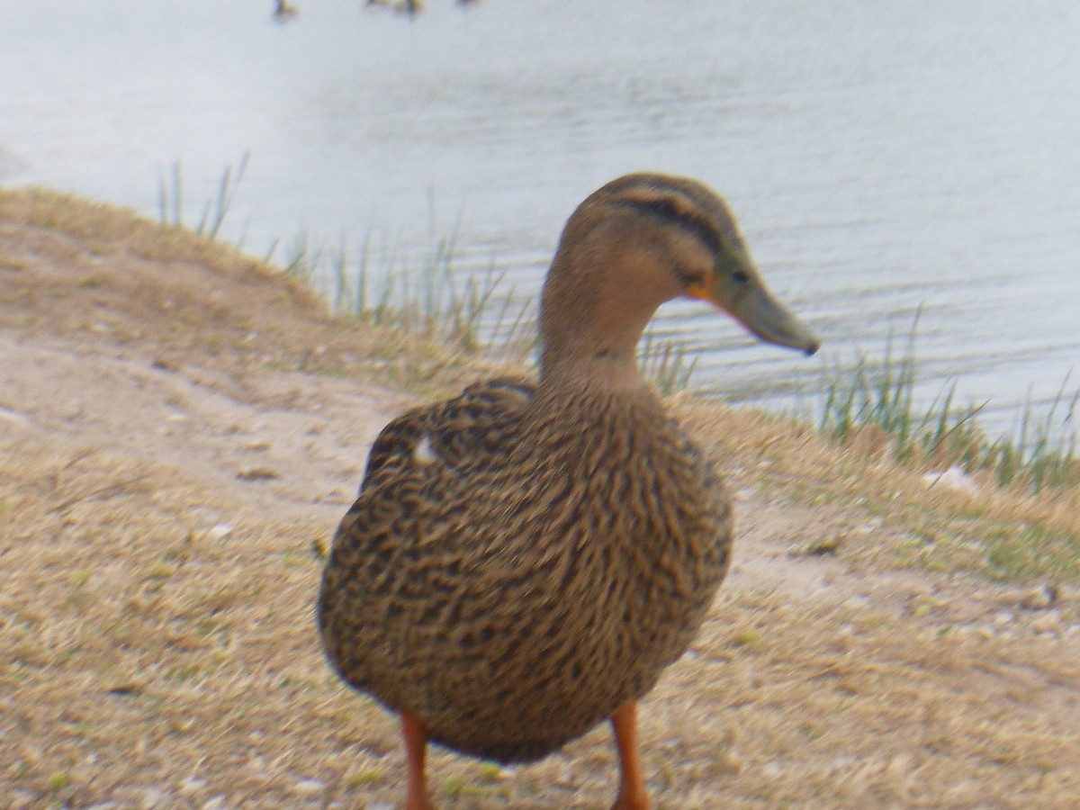 Mallard - Benoît Bürgi