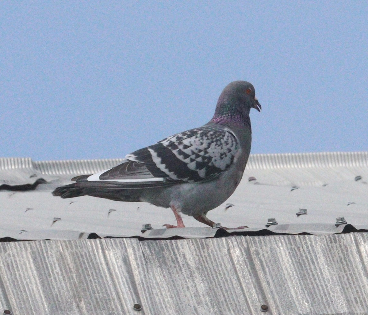 Rock Pigeon (Feral Pigeon) - Hélène Crête