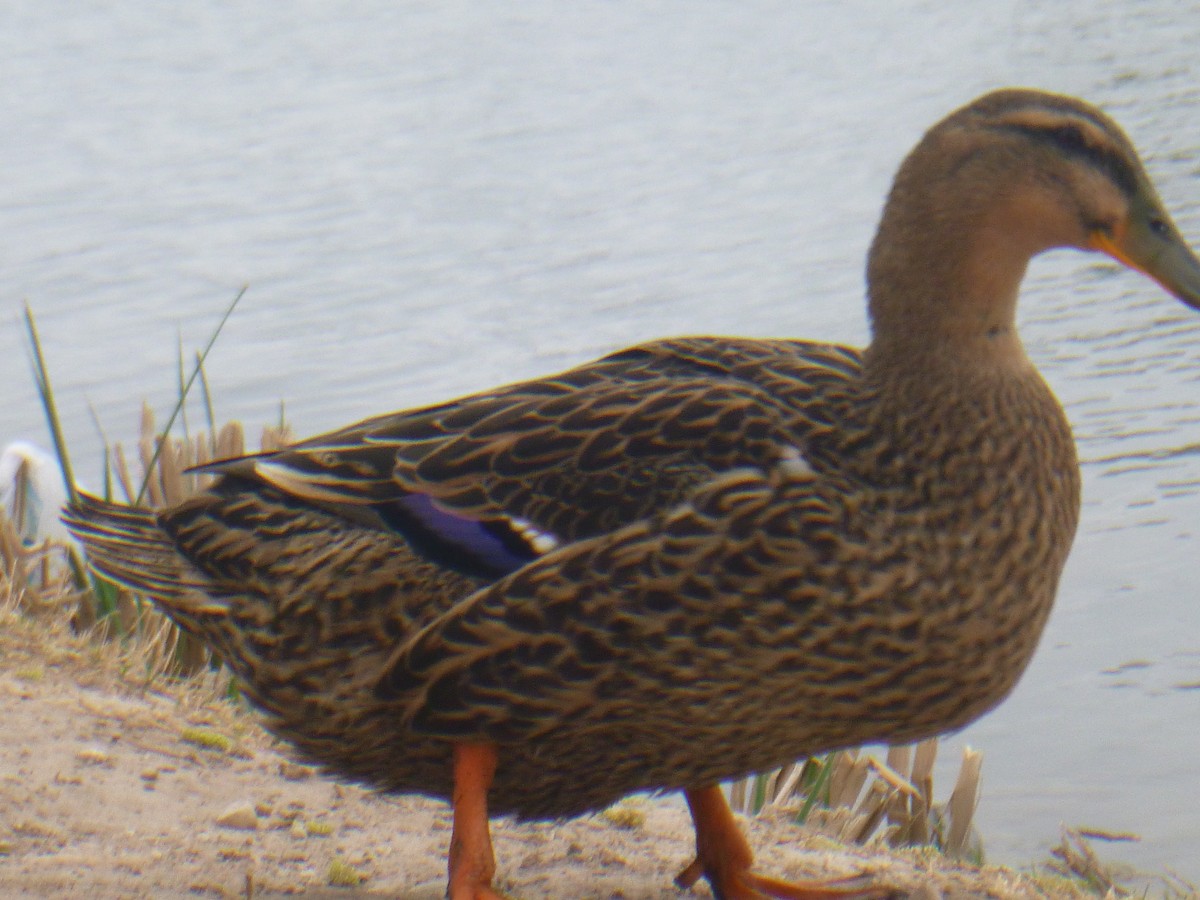 Mallard - Benoît Bürgi