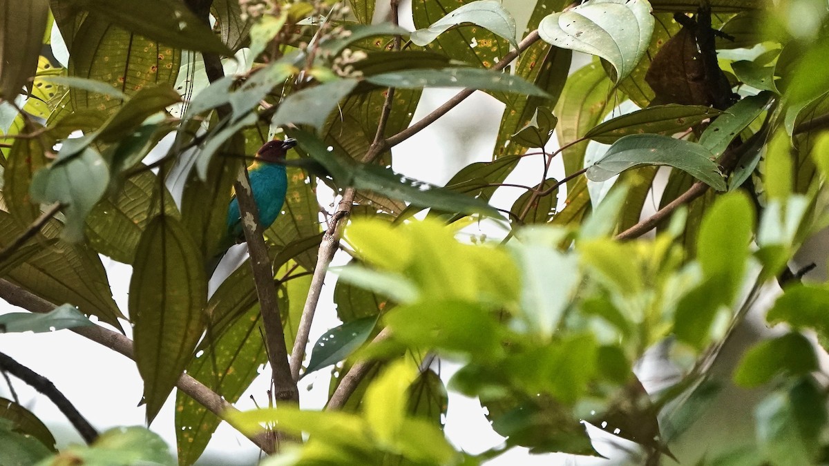 Bay-headed Tanager - Indira Thirkannad