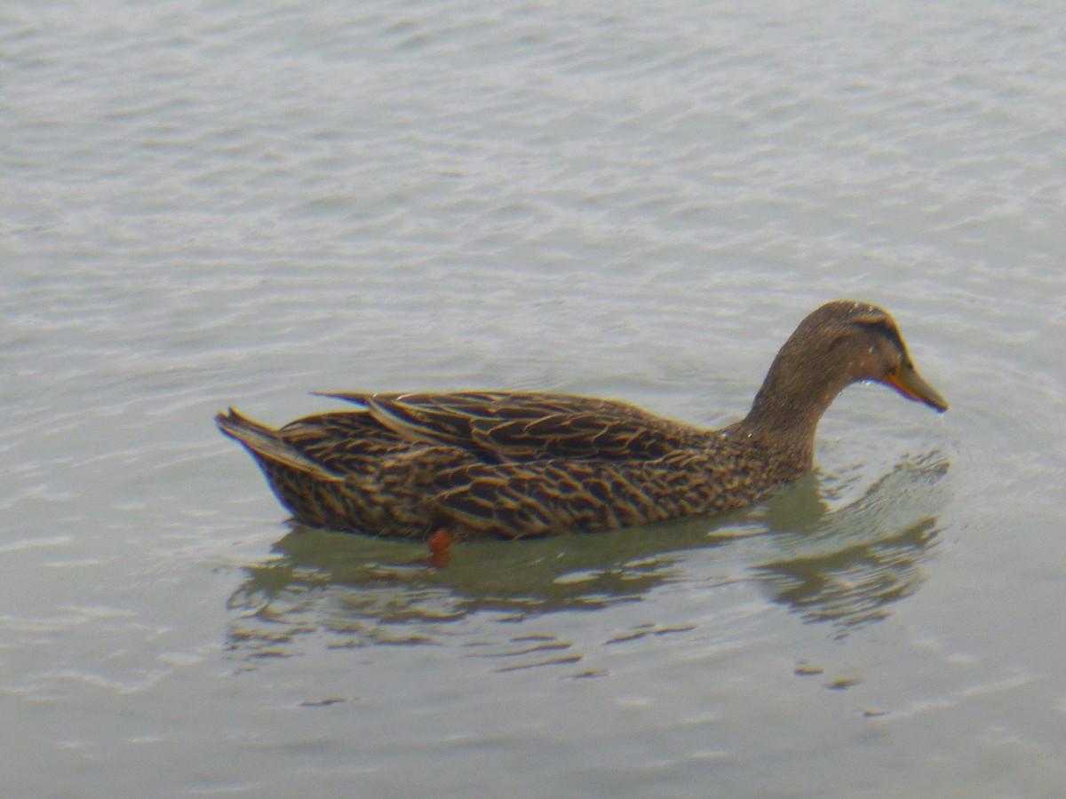 Mallard - Benoît Bürgi