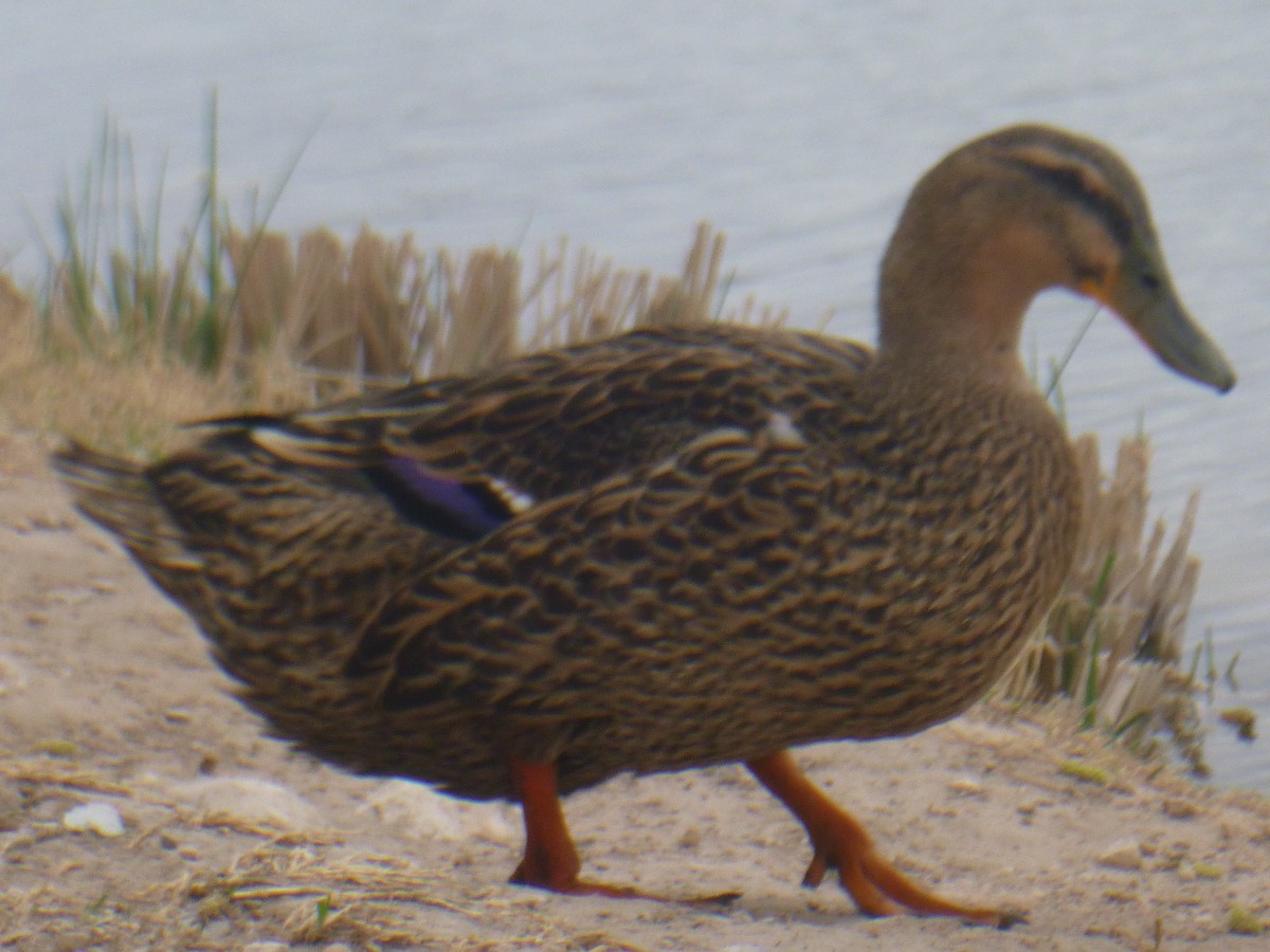 Mallard - Benoît Bürgi