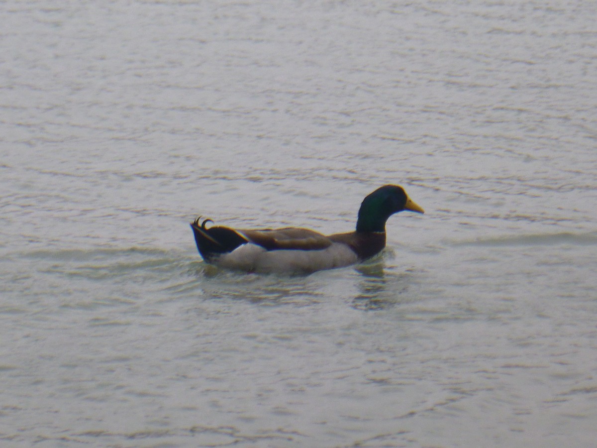 Mallard - Benoît Bürgi