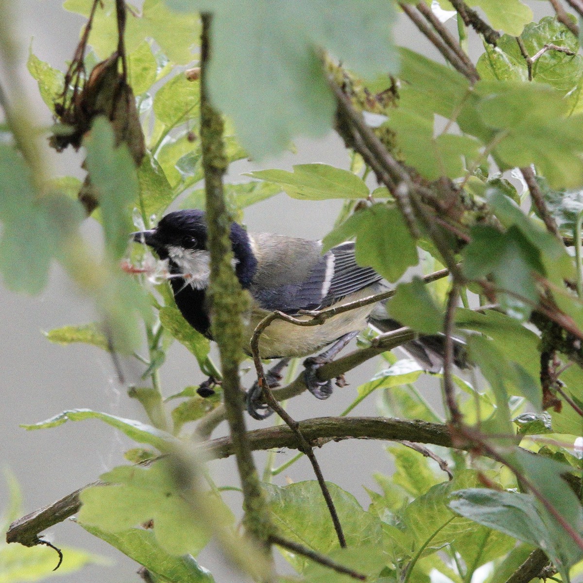 Great Tit - ML619526941