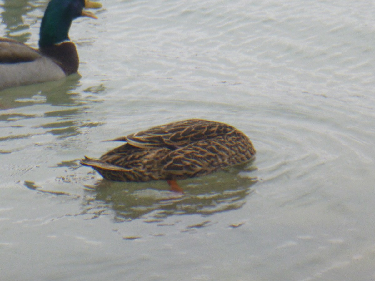 Mallard - Benoît Bürgi