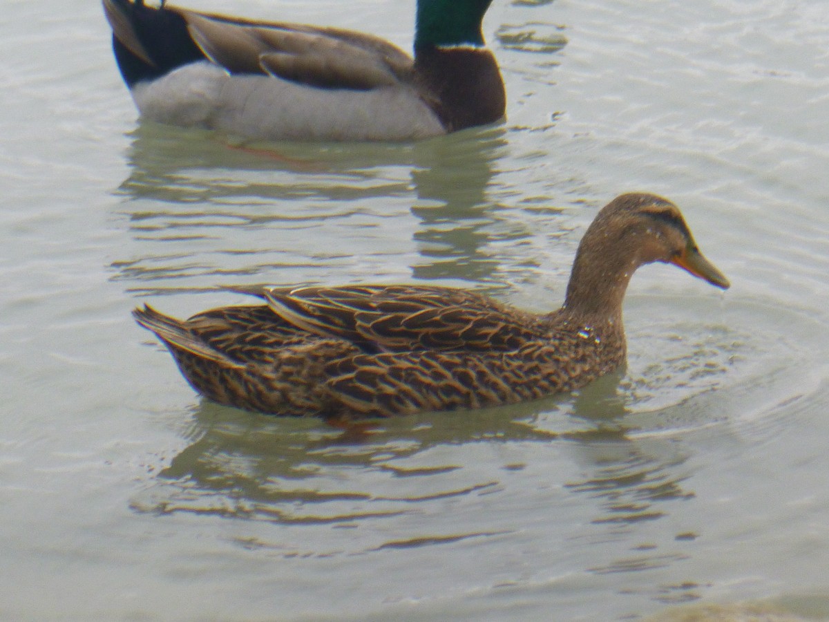 Mallard - Benoît Bürgi