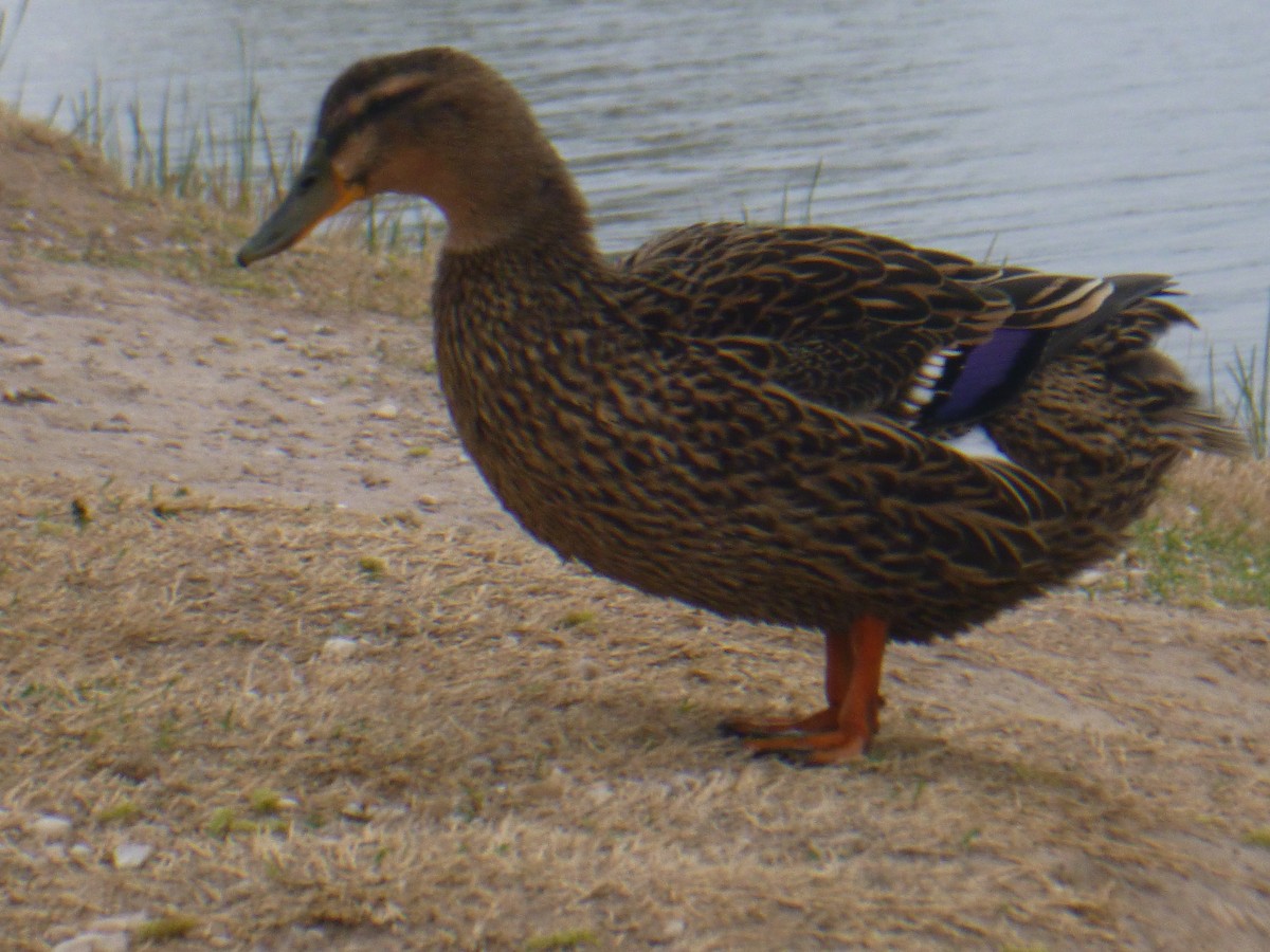 Mallard - Benoît Bürgi