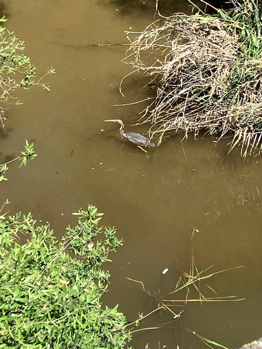 Purple Heron - ML619526952