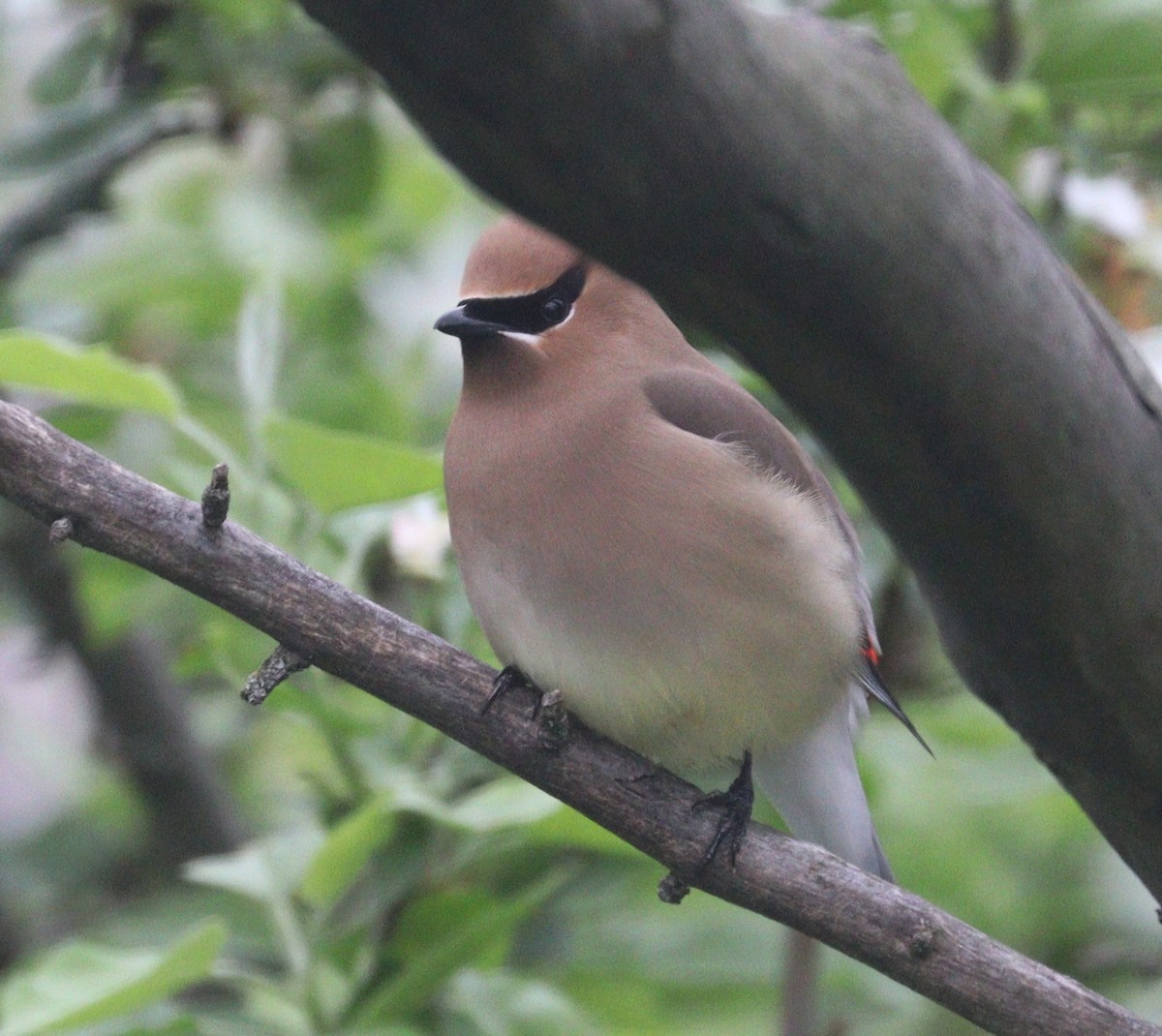 Cedar Waxwing - Hélène Crête