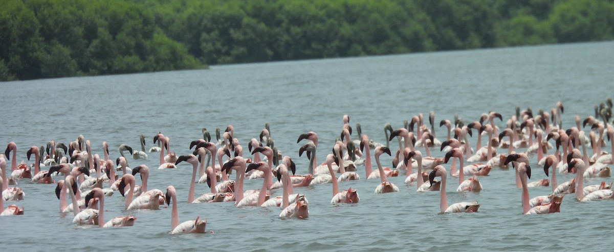 dvergflamingo - ML619526956