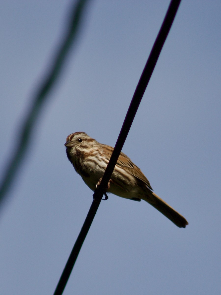 Song Sparrow - Sarah Roberts