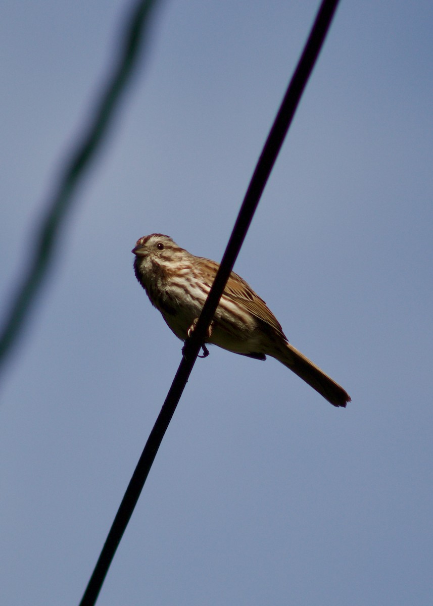 Song Sparrow - Sarah R