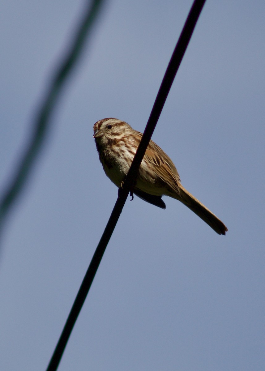 Song Sparrow - Sarah R