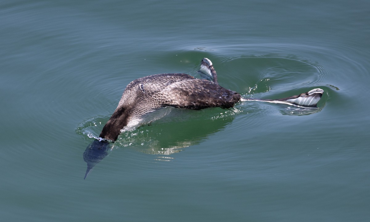 Common Loon - Brian Sullivan