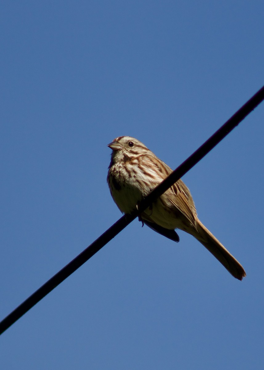 Song Sparrow - Sarah R