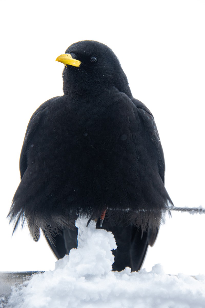 Yellow-billed Chough - ML619526981