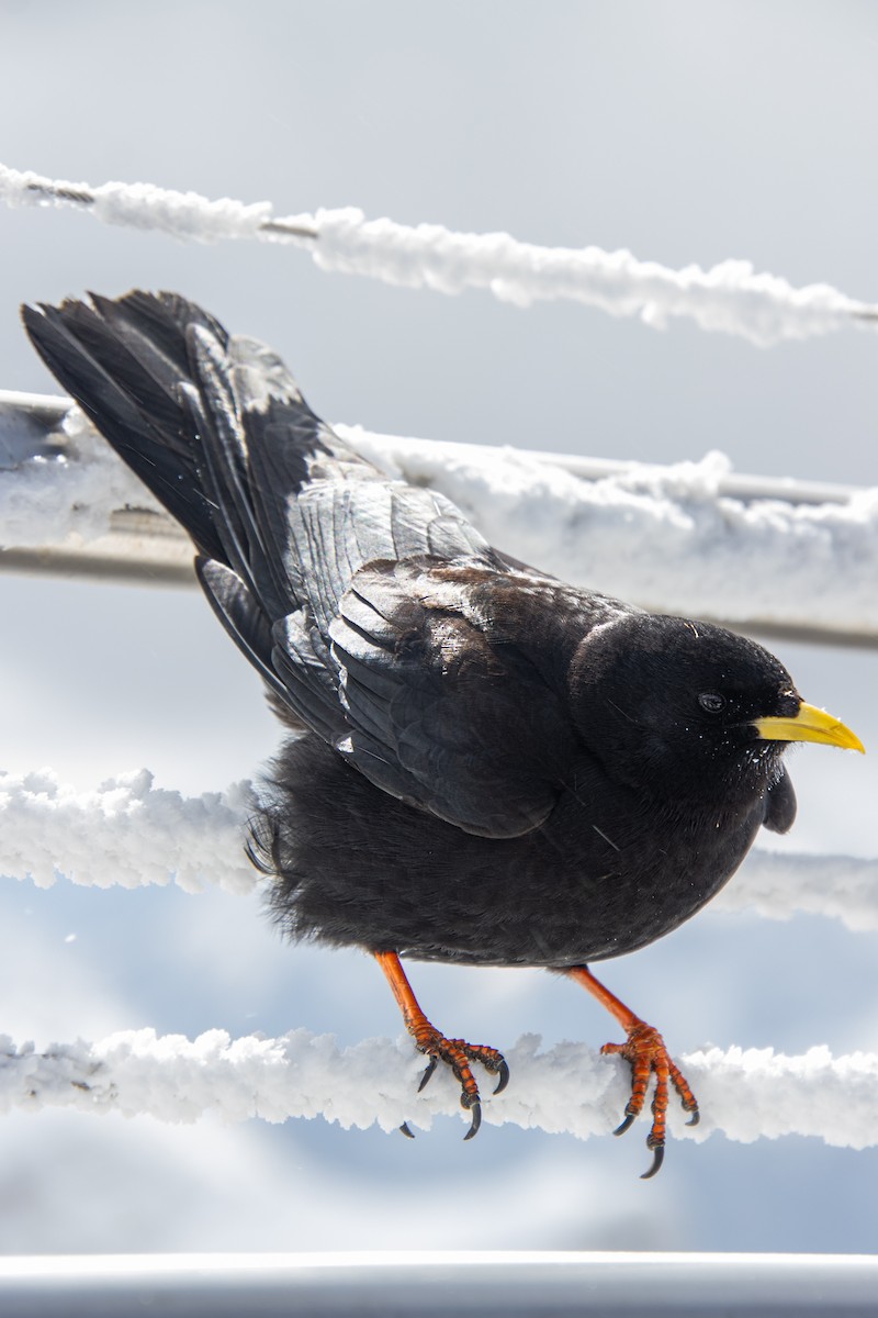 Yellow-billed Chough - Mónica Thurman