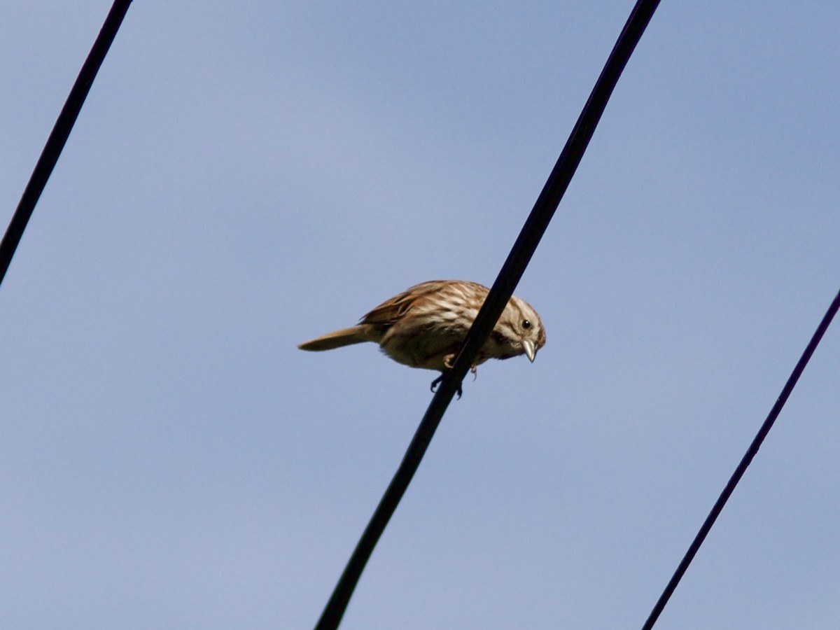 Song Sparrow - Sarah R