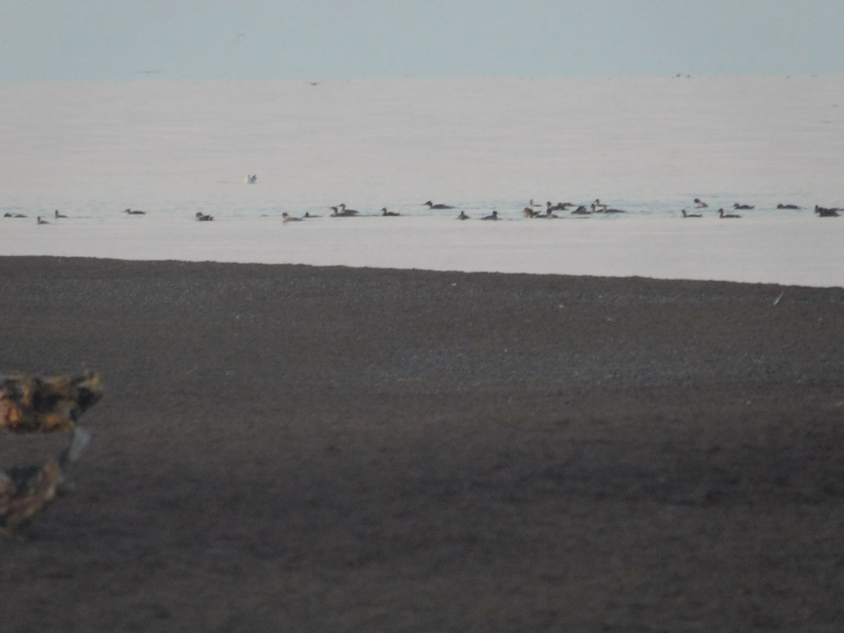 Red-breasted Merganser - Arrow Z L