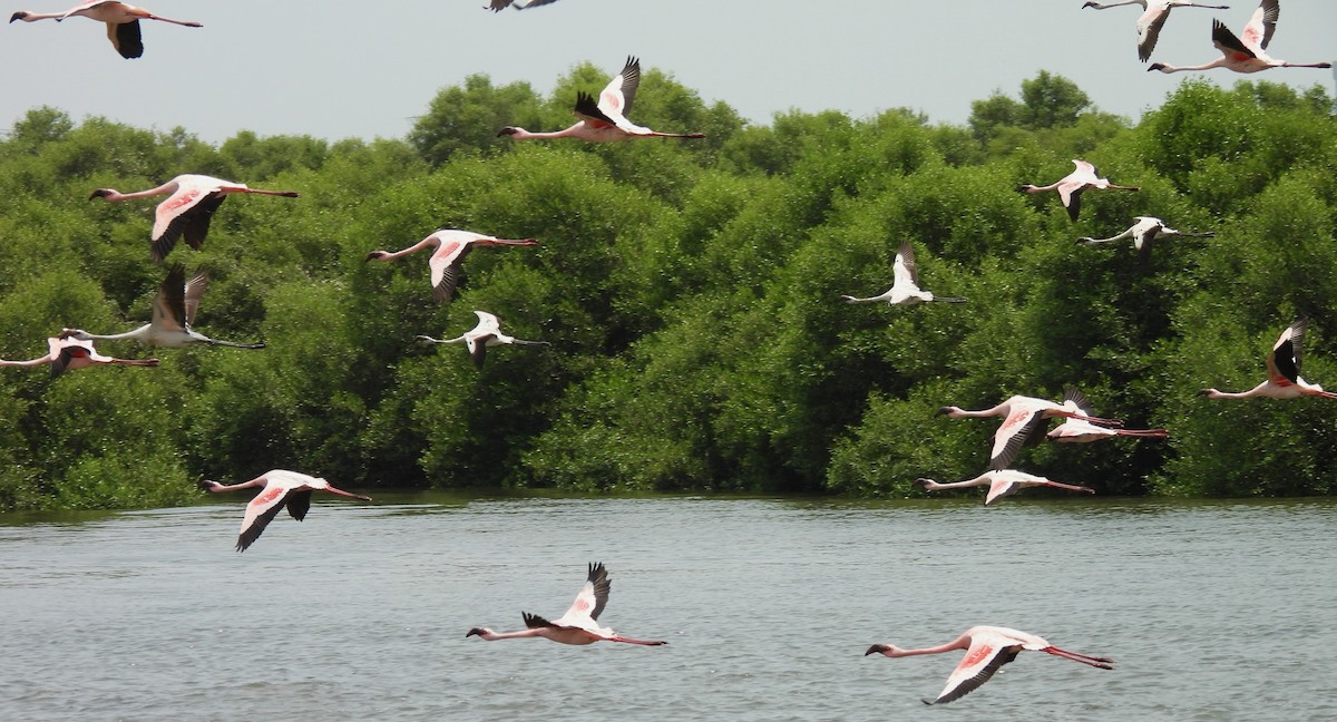 Lesser Flamingo - Bonda Sek