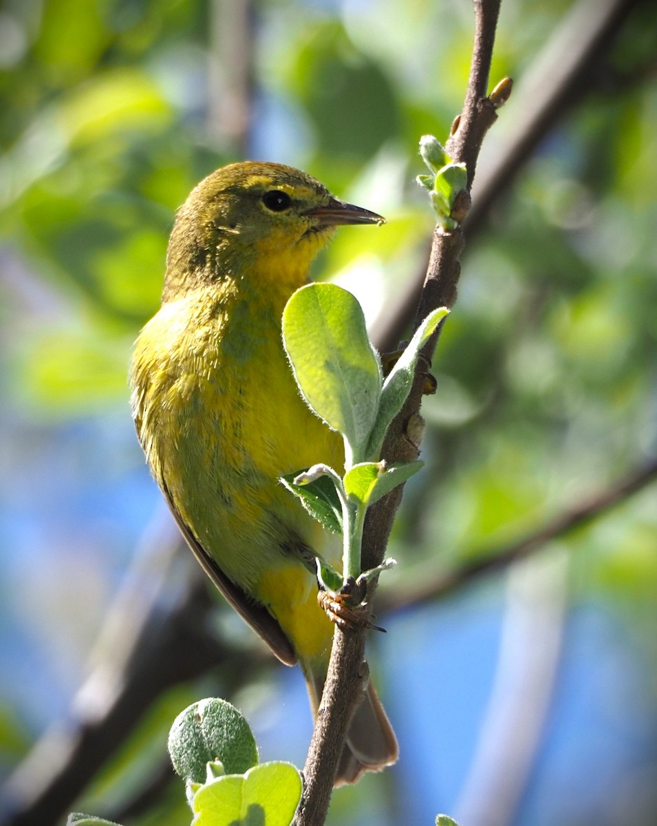 Orange-crowned Warbler - Dick Cartwright