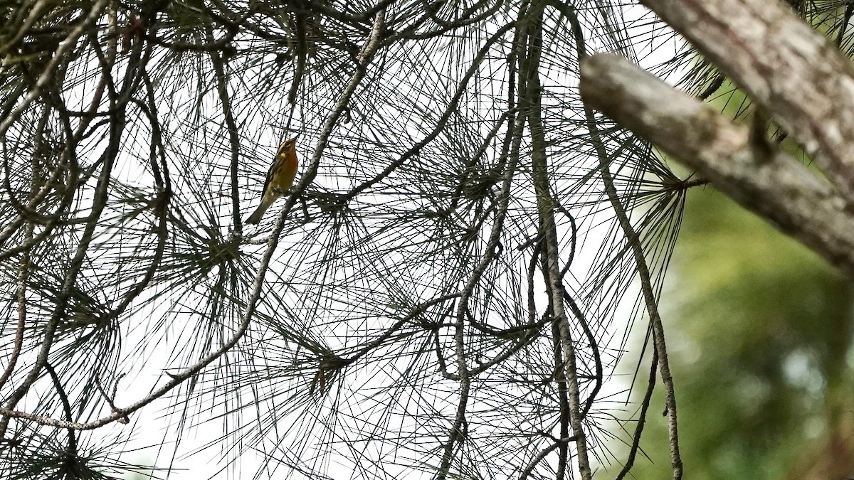 Blackburnian Warbler - Indira Thirkannad