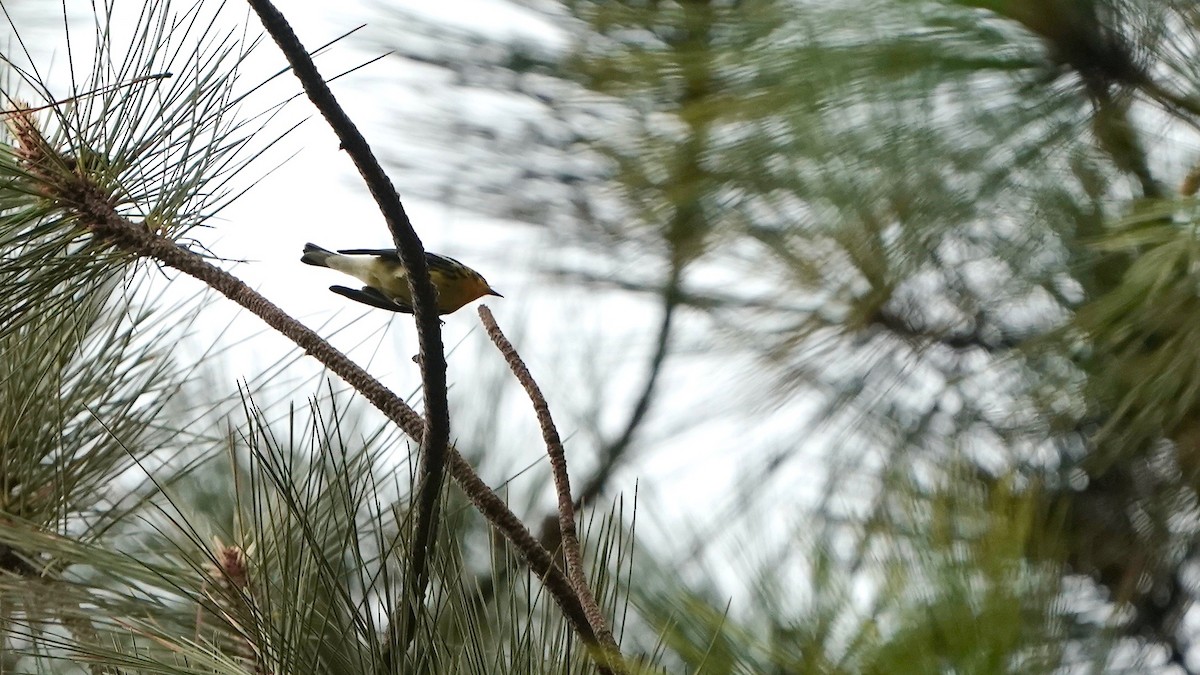 Blackburnian Warbler - Indira Thirkannad